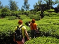 tea-plantation-munnar-olivebrook