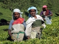 tea-woman-munnar-olivebrook