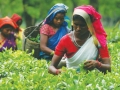 teagarden-munnar-olivebrook