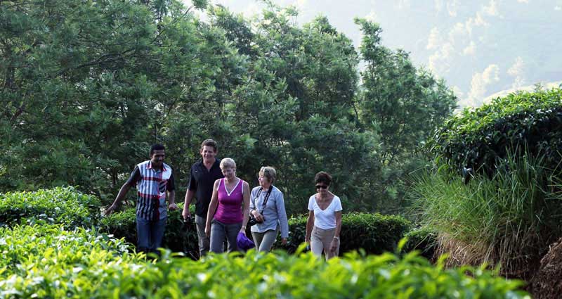 placestovisit-munnar-olivebrook