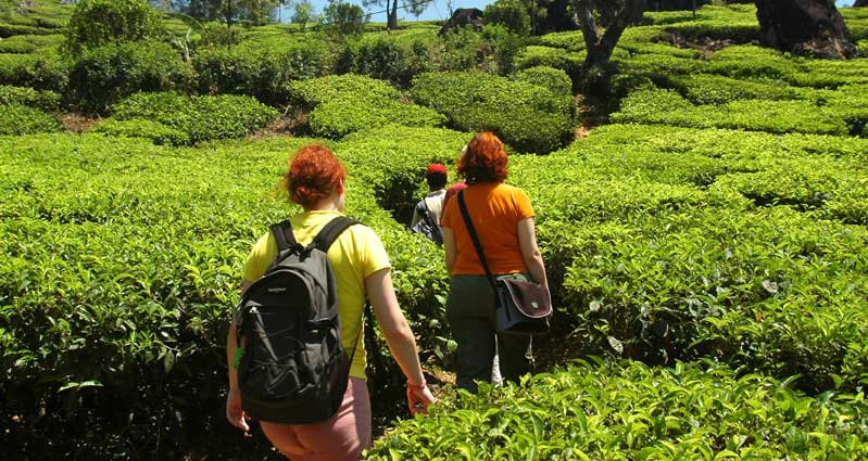 trekking-munnar-olivebrook