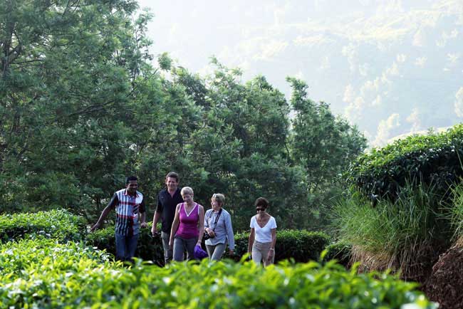 plantaion-walk-munnar-olivebrook