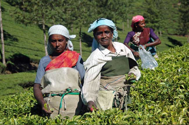 tea-woman-munnar-olivebrook