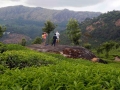 hills-munnar-olivebrook