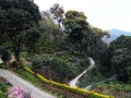 munnar-roads-olivebrook