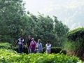 plantaion-walk-munnar-olivebrook